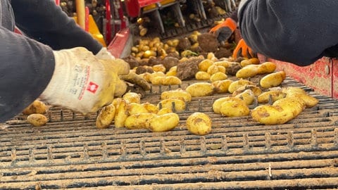 Kartoffeln auf dem Laufband auf einem Kartofferoder bei der Rodung von Frühkartoffeln in Lauffen
