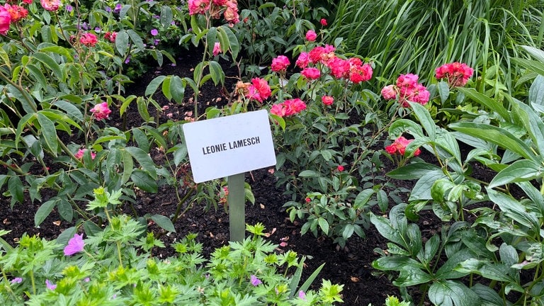 Der Rosengarten Amélie im Stadtgarte Luxemburg ist ein poetischer Gedenkgarten zu Ehren der Frauen. Eine Rosensorte wurde auch nach der Frau des Trierer Rosenzüchters Peter Lambert benannt: Leonie Lamesch. 