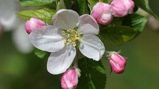 Blühende Apfelblüte an einem Apfelbaum 2025.
